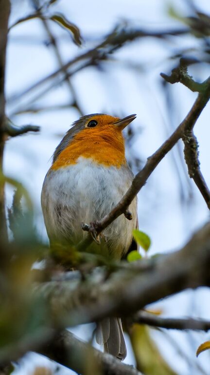 Beginner Tips for Backyard Birdwatching: Start Your Feathered Adventure